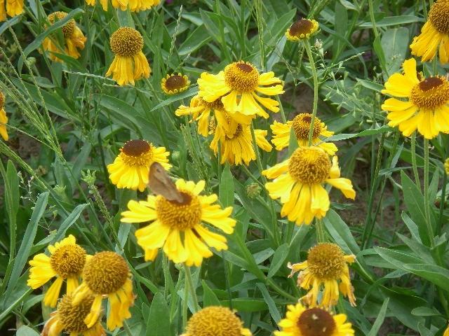Helenium bigelovii 'The Bishop'