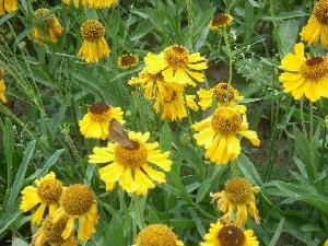 Helenium bigelovii 'The Bishop'
