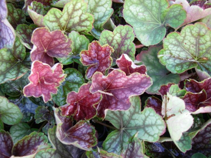 Heuchera  'Beauty Colour' PBR