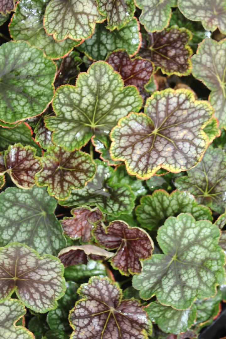 Heuchera  'Beauty Colour' PBR