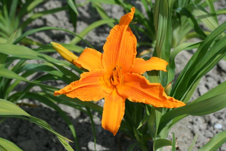 Hemerocallis  'Burning Daylight'