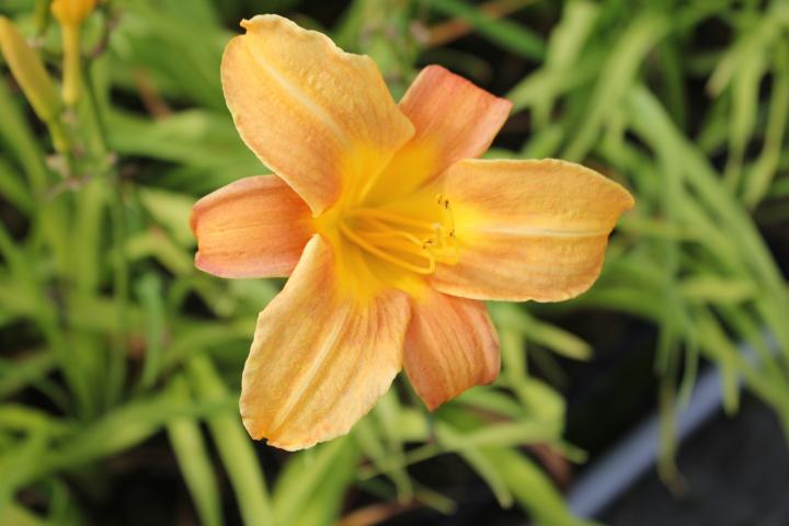Hemerocallis  'Baley Hay'