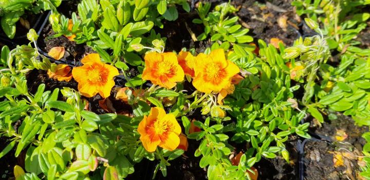 Helianthemum  'Ben Heckla'