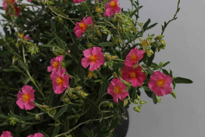 Helianthemum  'Ben Hope'