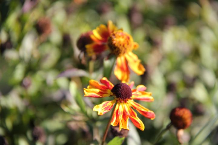 Helenium 'Biedermeier'