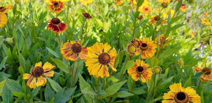 Helenium 'Biedermeier'