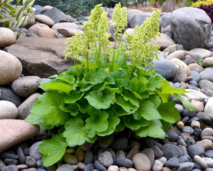 Heuchera  'Blondie In Lime' ®