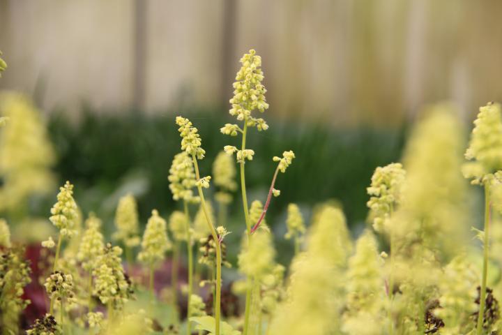 Heuchera  'Blondie In Lime' ®