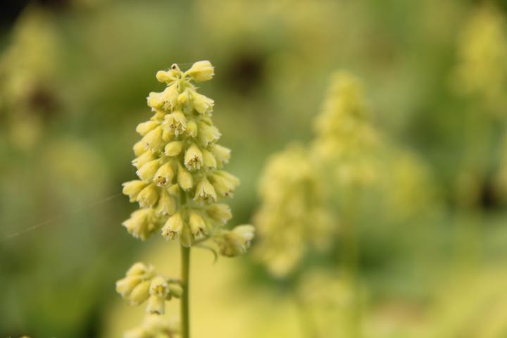 Heuchera  'Blondie In Lime' ®