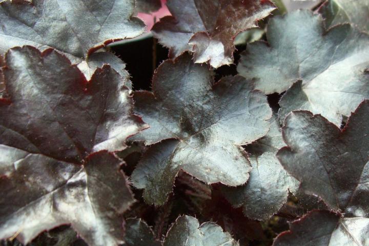Heuchera  'Blackout' ('Dark Inn') ®
