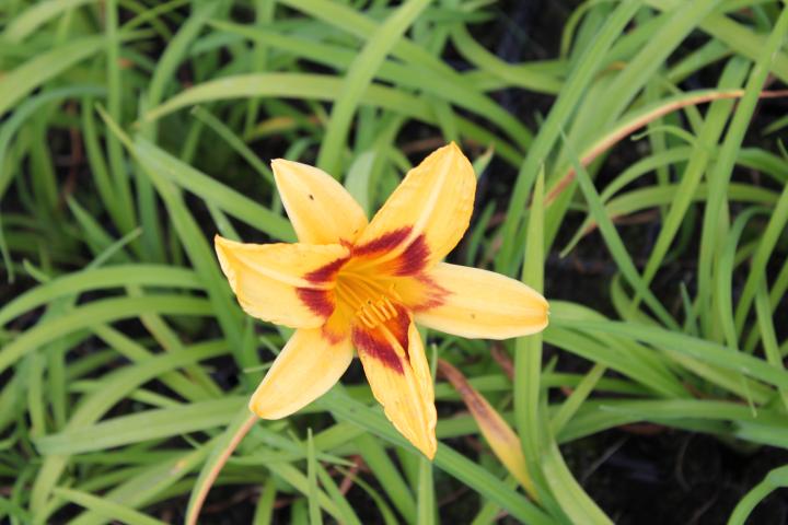 Hemerocallis  'Bonanza'