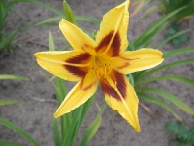 Hemerocallis  'Bonanza'