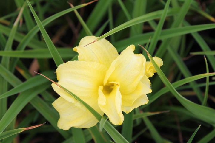 Hemerocallis  'Buttercup Parade'