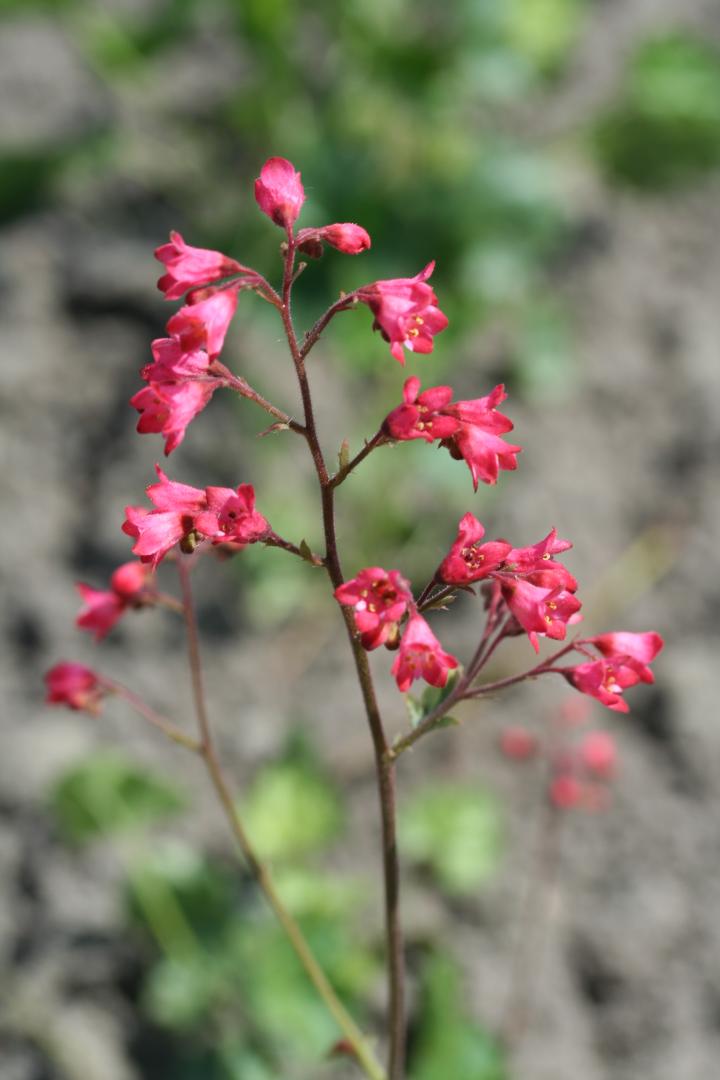 Heuchera brizoides 'Pluie de Feu'