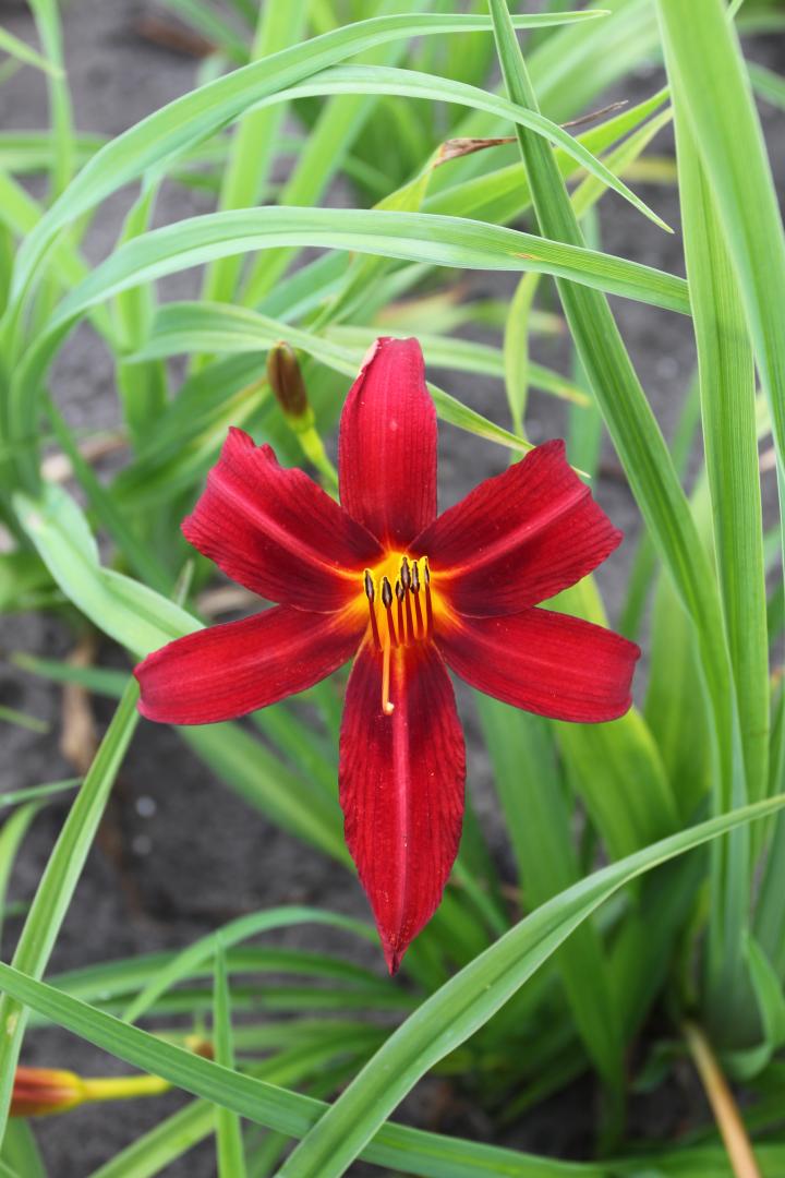 Hemerocallis  'Black Prince'