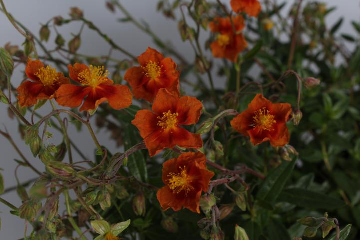 Helianthemum  'Bronzeteppich'