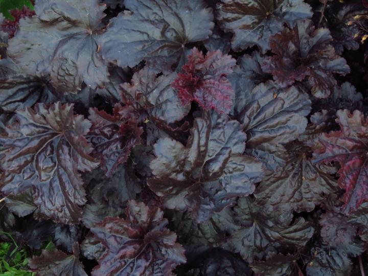 Heuchera  'Black Sea' ®