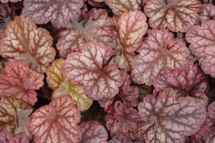 Heuchera  'Berry Smoothie' ®