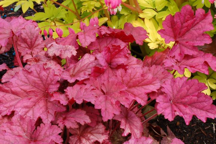 Heuchera  'Berry Smoothie' ®