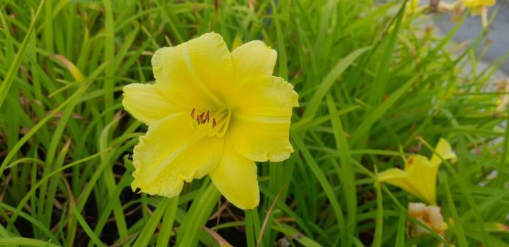 Hemerocallis 'Big Time Happy'