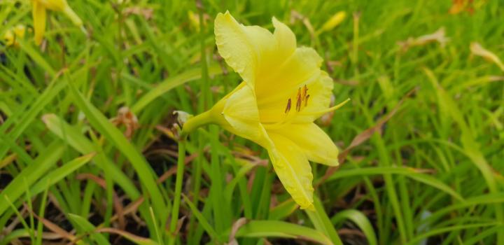 Hemerocallis 'Big Time Happy'