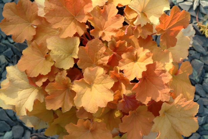 Heuchera  'Caramel' ®