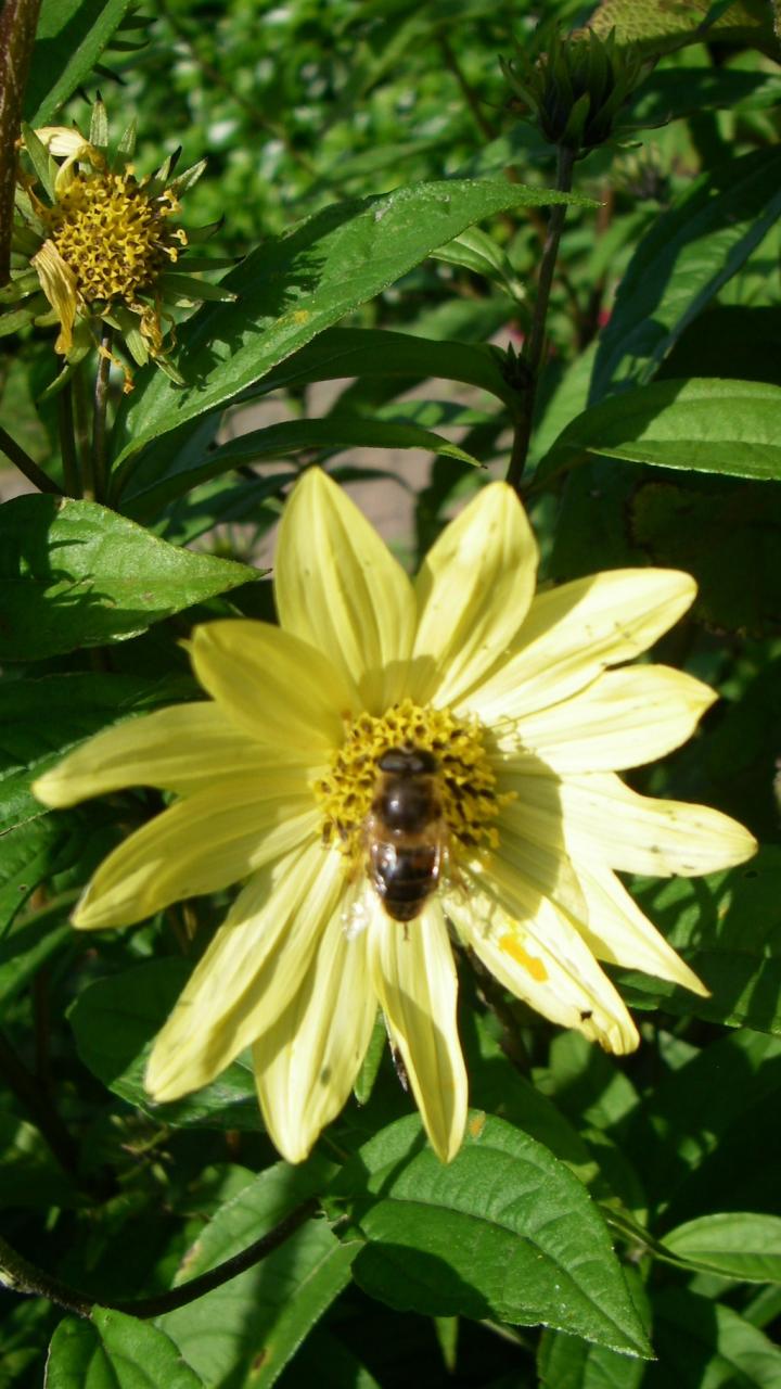 Helianthus microphyllus 'Carine'