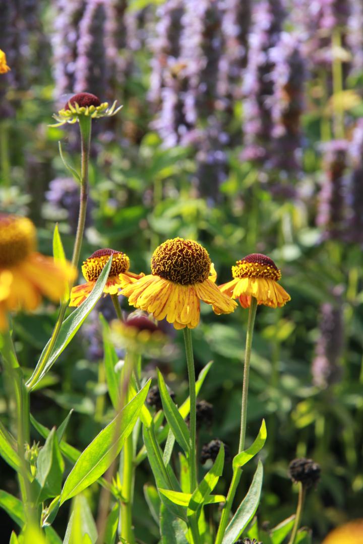 Helenium 'Carmen'