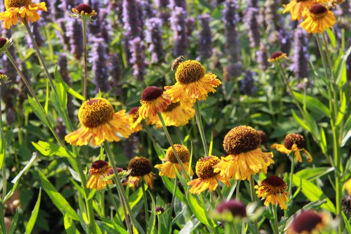 Helenium 'Carmen'