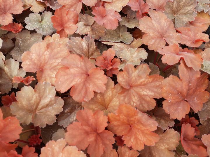 Heuchera  'Cherry Cola' ®