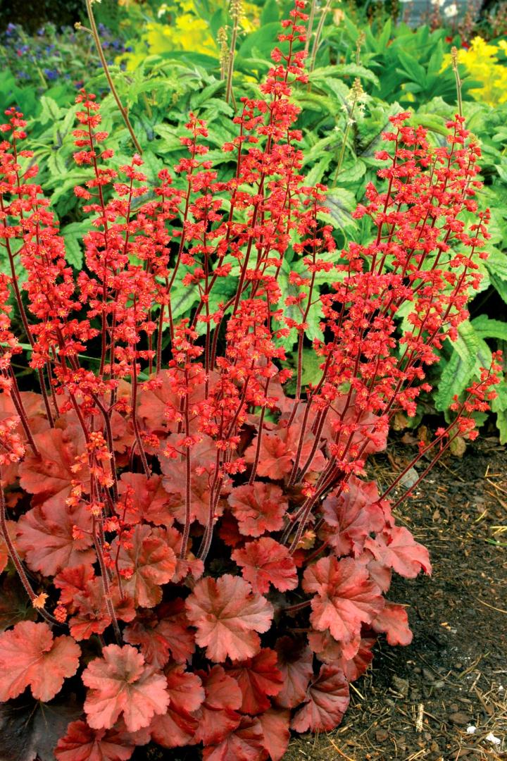 Heuchera  'Cherry Cola' ®