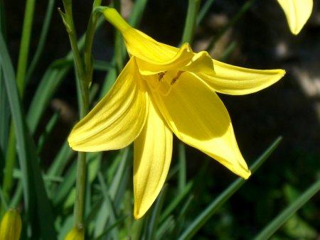 Hemerocallis citrina