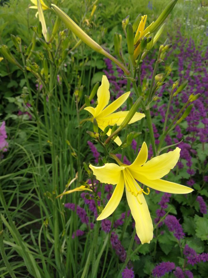 Hemerocallis citrina