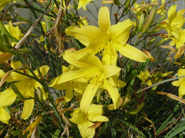 Hemerocallis citrina