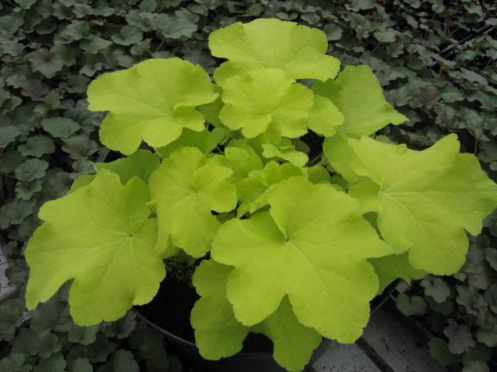 Heuchera  'Citronelle' PBR
