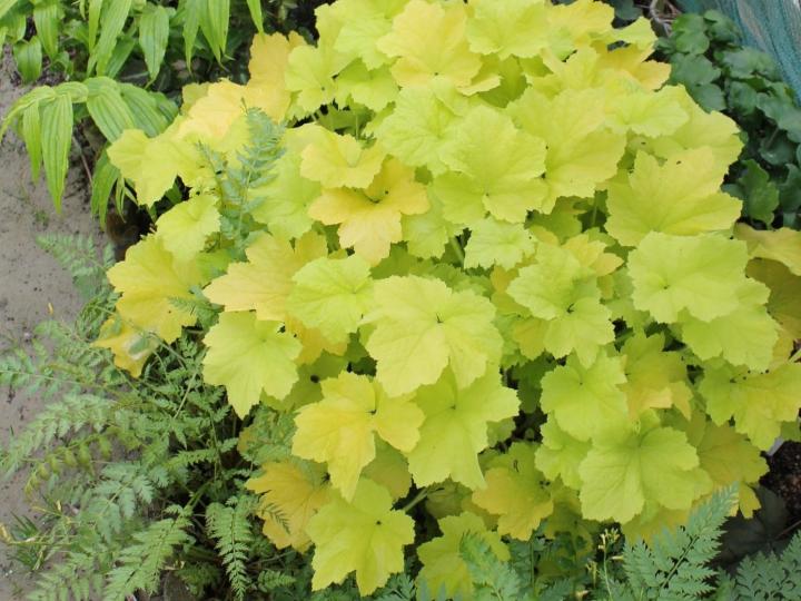 Heuchera  'Citronelle' PBR