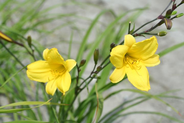 Hemerocallis  'Corky'