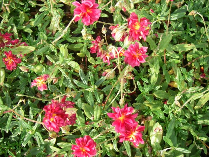 Helianthemum  'Cerise Queen'