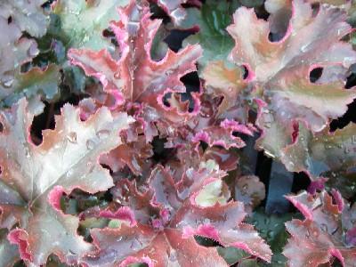 Heuchera  'Chocolate Ruffles' ®