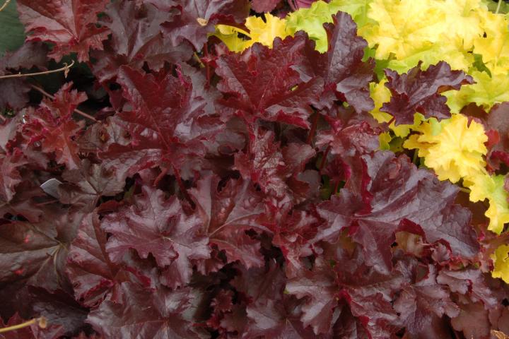Heuchera  'Chocolate Ruffles' ®
