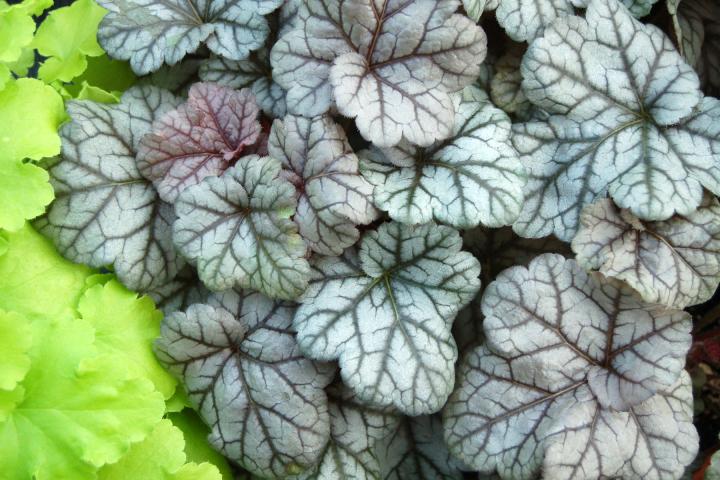 Heuchera  'Cinnabar Silver' ®