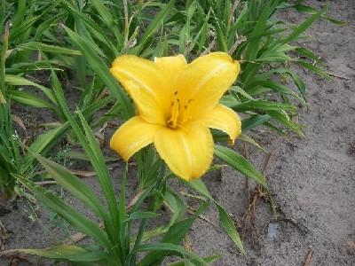 Hemerocallis  'Chicago Sunrise'