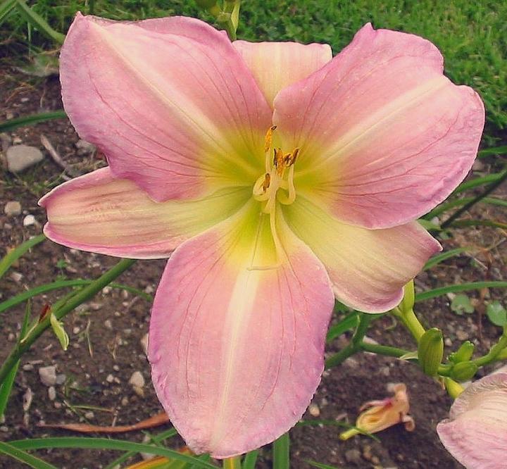 Hemerocallis  'Catherine Woodbury'
