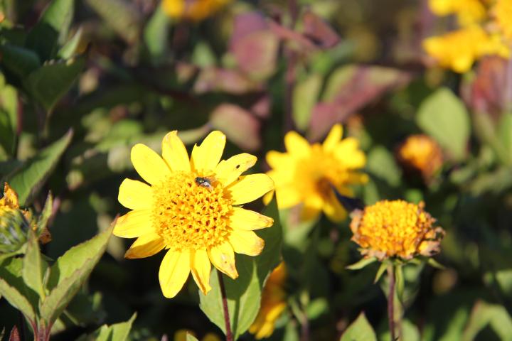 Helianthus decapetalus 'Meteor'
