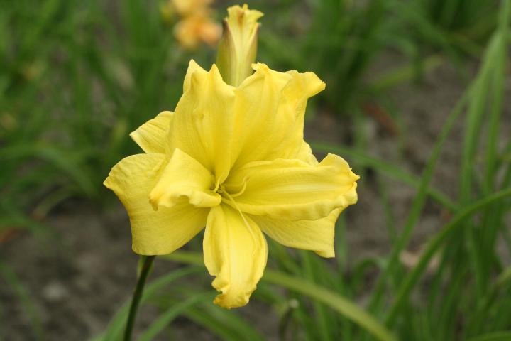 Hemerocallis  'Double River Wye'