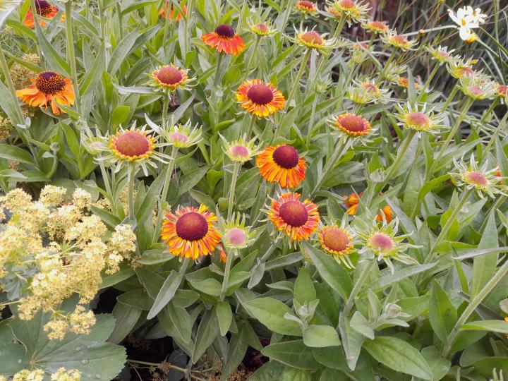 Helenium  'Double Trouble' PBR