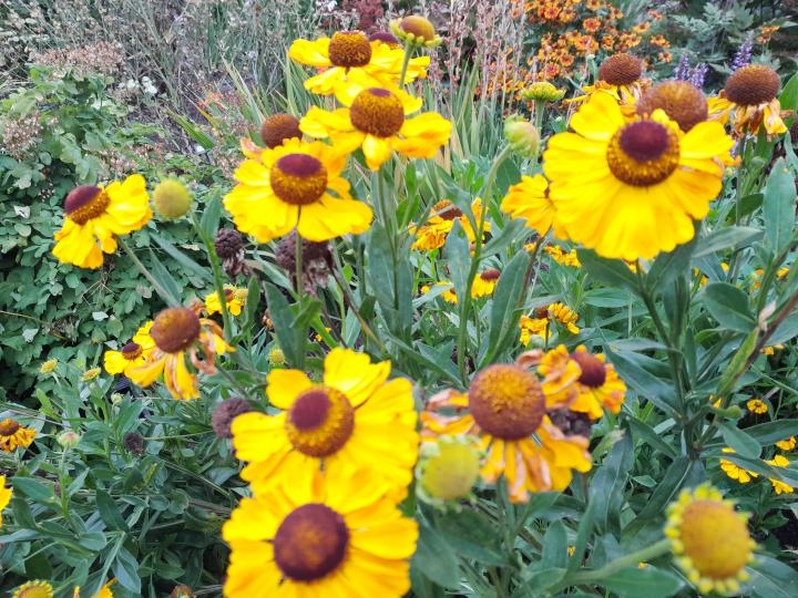 Helenium  'El Dorado'