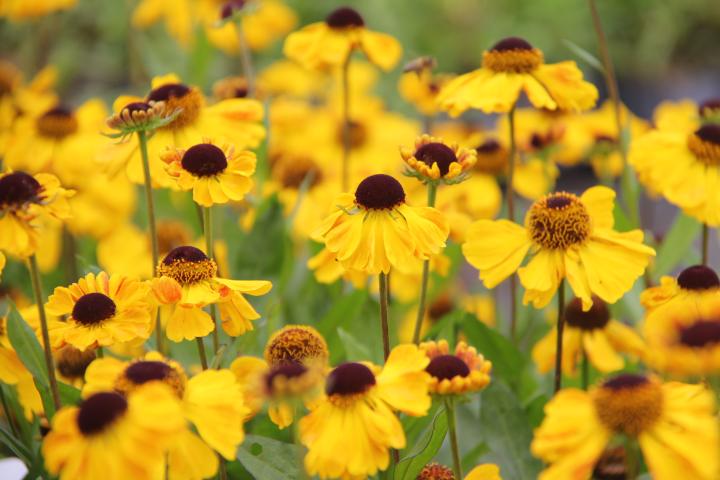 Helenium  'El Dorado'