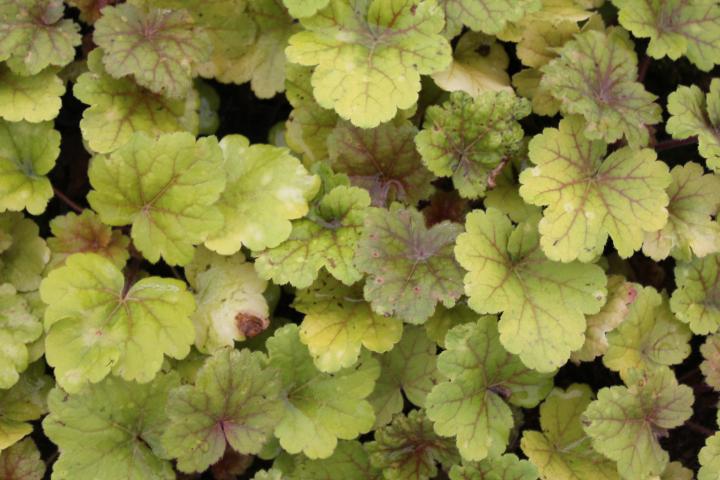 Heuchera  'Electra' ®