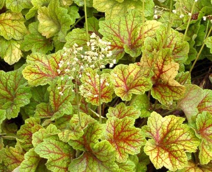 Heuchera  'Electra' ®